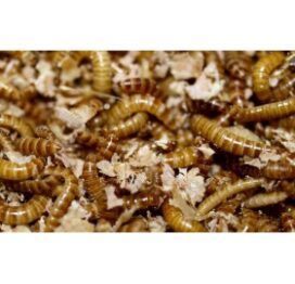 Buffalo larver - Billede 1