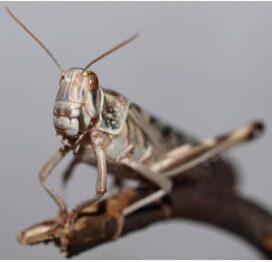 Græshoppe small