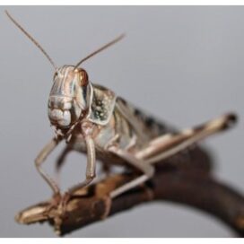Græshopper Small som foderinsekter