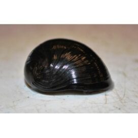 Majs snegl - Billede 1