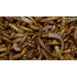 melorme (Tenebrio molitor)