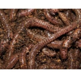 Tigerorm - Billede 1