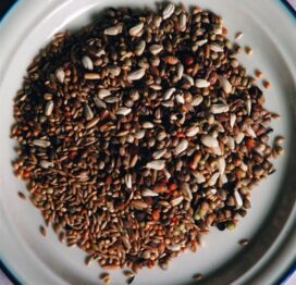 kurts parakit uden solsikke