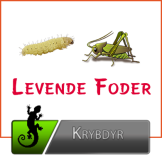 FODERDYR & INSEKTER TIL KRYBDYR