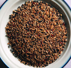 KURTS KANARIEBLANDING