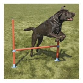 Agility Spring