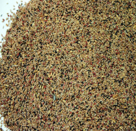 Kanarie blanding uden ryps