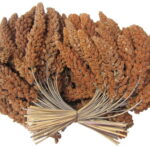 røde hirsekolper.jpg