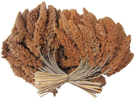 røde hirsekolper.jpg