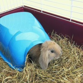 PLAST HUS KANIN & MARSVIN - Billede 1