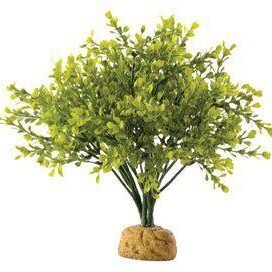 BOXWOOD BUSH - Billede 1