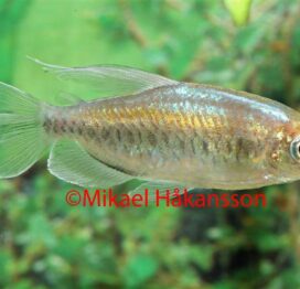 Græshopper Small som foderinsekter - Billede 1