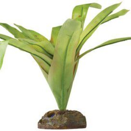 Bromelia plant