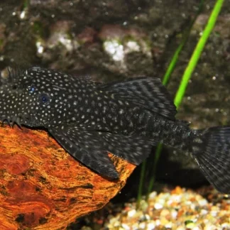 ANCISTRUS CF. CIRRHOSUS S