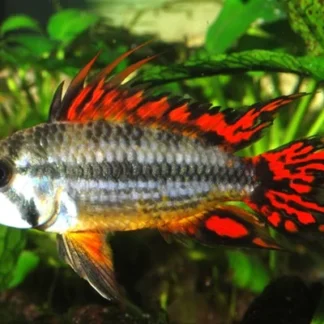 COCKATOO DWARF CICHLID DOUBLE RED - Akvariefisk