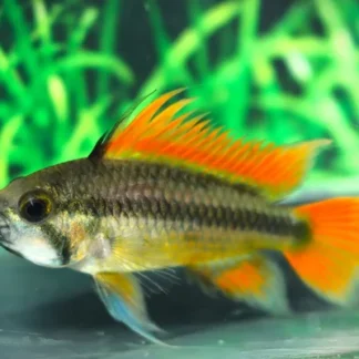COCKATOO DWARF CICHLID ORANGE - Akvariefisk