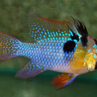 MIKROGEOPHAGUS RAMIREZI M