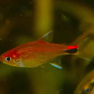 AXELRODIA RIESEI M