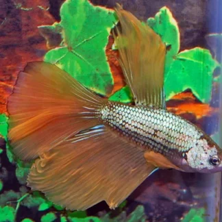 BETTA SP. SUPER DELTA MALE XL