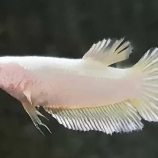 BETTA SP. SUPER DELTA FEMALE M