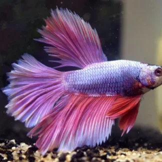 BETTA SP. HALFMOON LAVENDER MALE XL - Akvariefisk