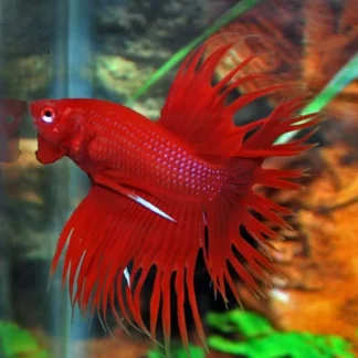 BETTA SP. CROWNTAIL MALE XL