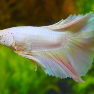 BETTA SP. HALFMOON PASTEL MALE L - Akvariefisk