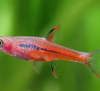 BORARAS BRIGITTAE M - Akvariefisk