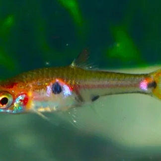 STRAWBERRY RASBORA - Akvariefisk