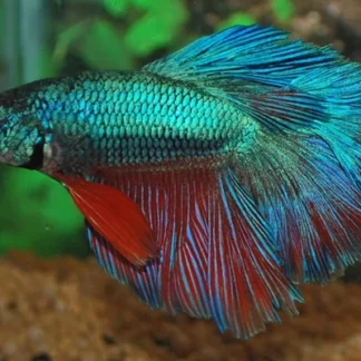 BETTA SP. ROSETAIL MALE XL - Akvariefisk