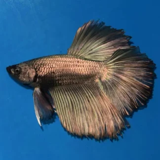 BETTA SP. HALFMOON COPPER MALE XL - Akvariefisk