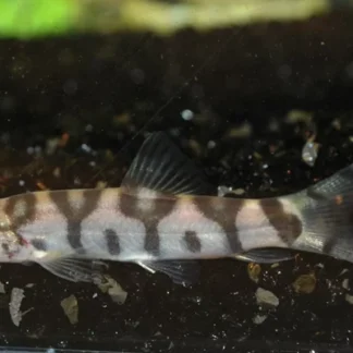 RETICULATE LOACH - Akvariefisk
