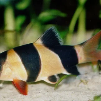 CLOWN LOACH - Akvariefisk