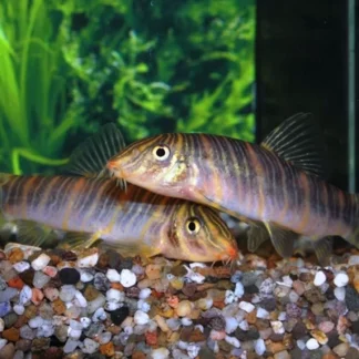 BOTIA STRIATA L