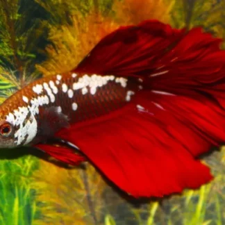 BETTA SP. HALFMOON RED SAMURAI MALE L - Akvariefisk