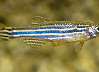 ZEBRAFISH - Akvariefisk
