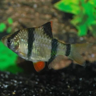 TIGER BARB - Akvariefisk
