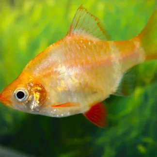 TIGER BARB ALBINO - Akvariefisk