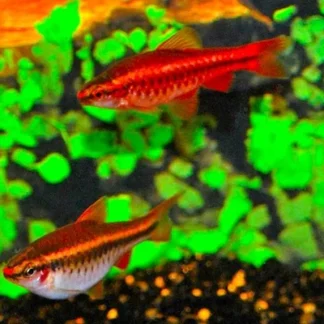 CHERRY BARB - Akvariefisk