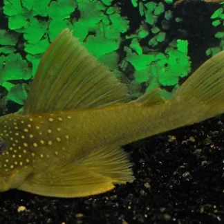 L200 HEMIANCISTRUS SUBVIRIDIS M