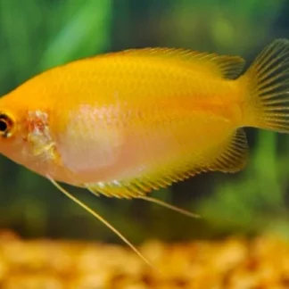 TRICHOGASTER CHUNA GOLD M