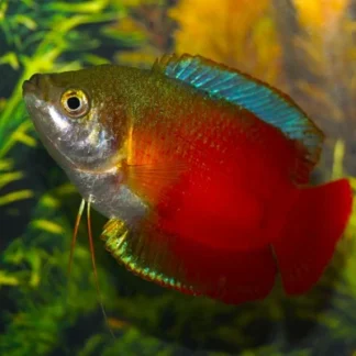 TRICHOGASTER LALIUS RED (M/F) L