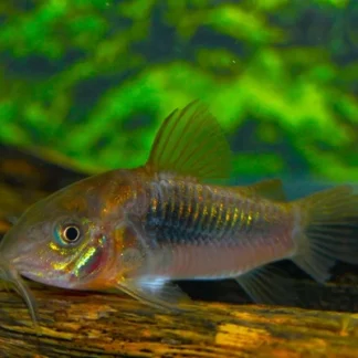 CORYDORAS (OSTEOGASTER) AENEA M