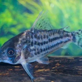 CORYDORAS (HOPLISOMA) SCHWARTZI L