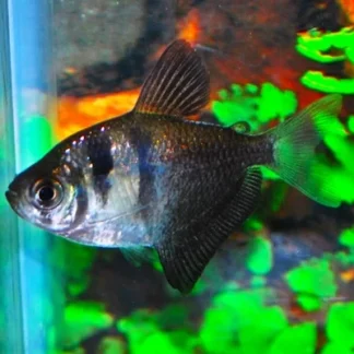 GYMNOCORYMBUS TERNETZI M - Akvariefisk