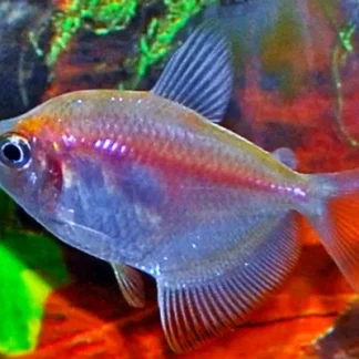 GYMNOCORYMBUS TERNETZI WHITE M - Akvariefisk