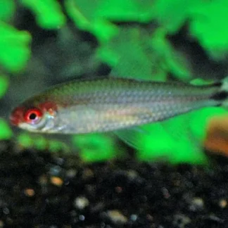 HEMIGRAMMUS BLEHERI M