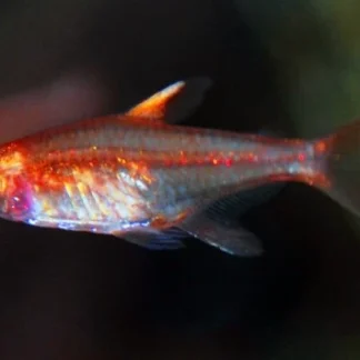 HYPHESSOBRYCON AMANDAE M - Akvariefisk