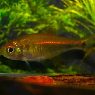 HYPHESSOBRYCON MONILIGER M - Akvariefisk