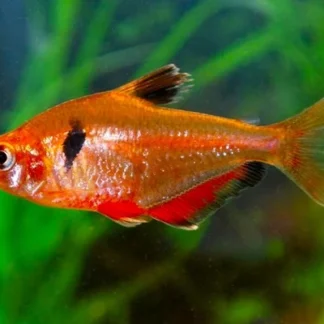 SERPAE TETRA - Akvariefisk